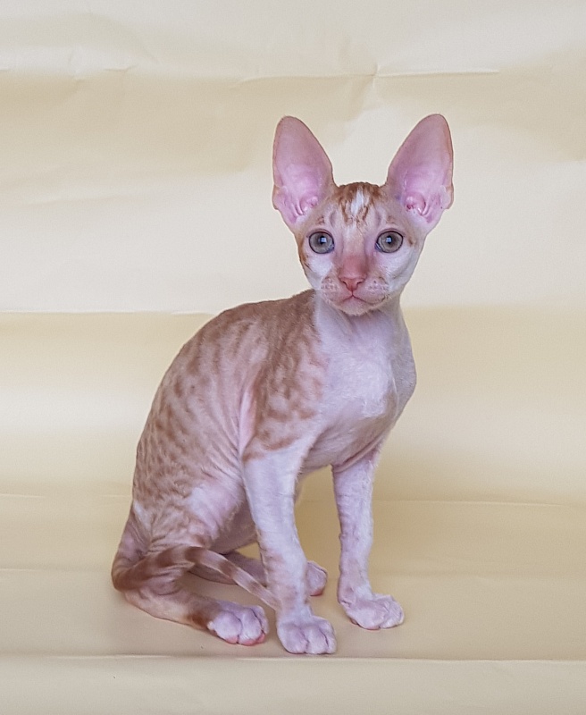 Orange Juice Elemani Dream - Kitten cornish rex 2 months 1.5 week