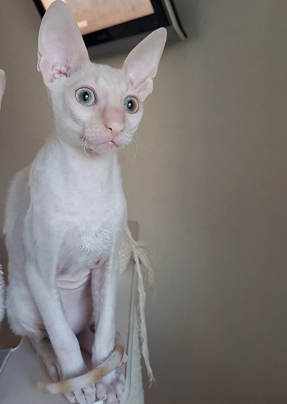 Ole Lukoye Elemani Dream - Kitten cornish rex 4 months 2 weeks