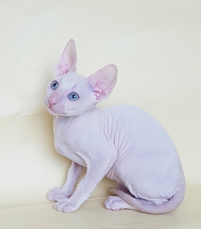 Ole Lukoye Elemani Dream - Kitten cornish rex 2 months 1.5 week