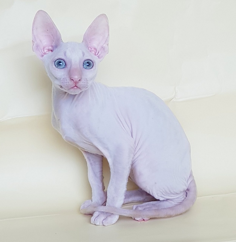 Ole Lukoye Elemani Dream - Kitten cornish rex 2 months 1.5 week