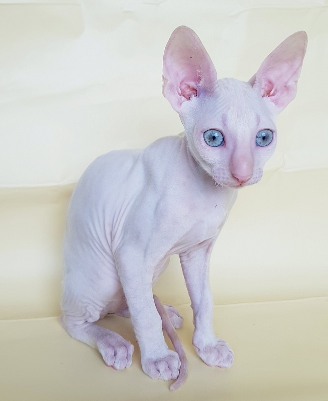 Ole Lukoye Elemani Dream - Kitten cornish rex 2 months 1.5 week