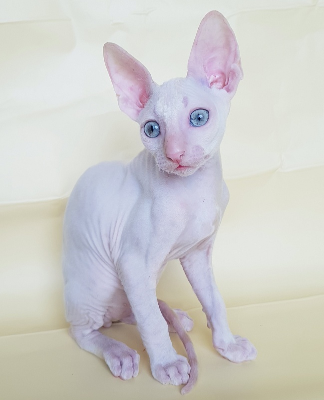 Ole Lukoye Elemani Dream - Kitten cornish rex 2 months 1.5 week