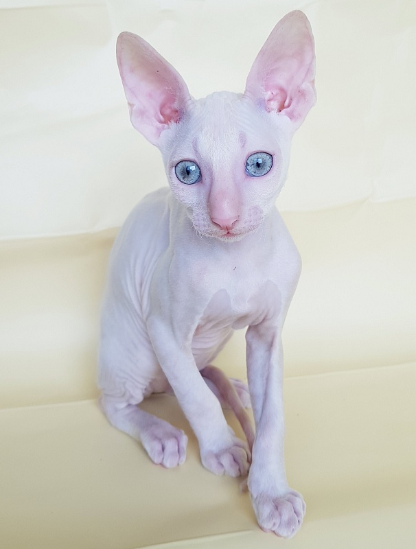 Ole Lukoye Elemani Dream - Kitten cornish rex 2 months 1.5 week