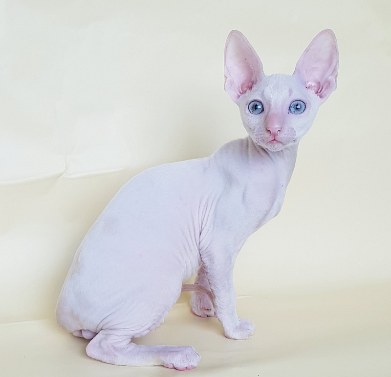 Ole Lukoye Elemani Dream - Kitten cornish rex 2 months 1.5 week