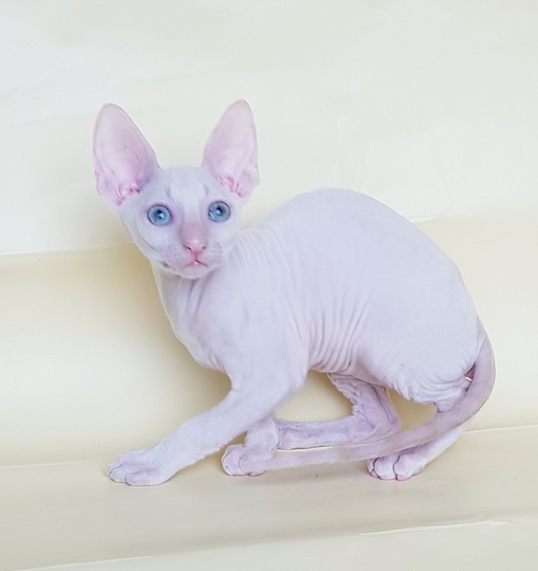 Ole Lukoye Elemani Dream - Kitten cornish rex 2 months 1.5 week