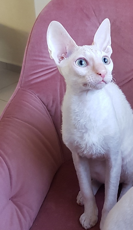 Ole Lukoye Elemani Dream - Kitten cornish rex 5 months