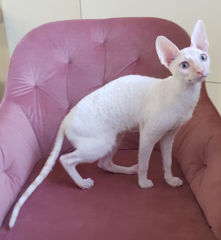 Ole Lukoye Elemani Dream - Kitten cornish rex 5 months