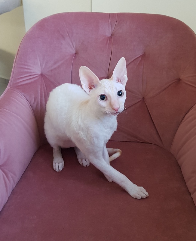 Ole Lukoye Elemani Dream - Kitten cornish rex 5 months