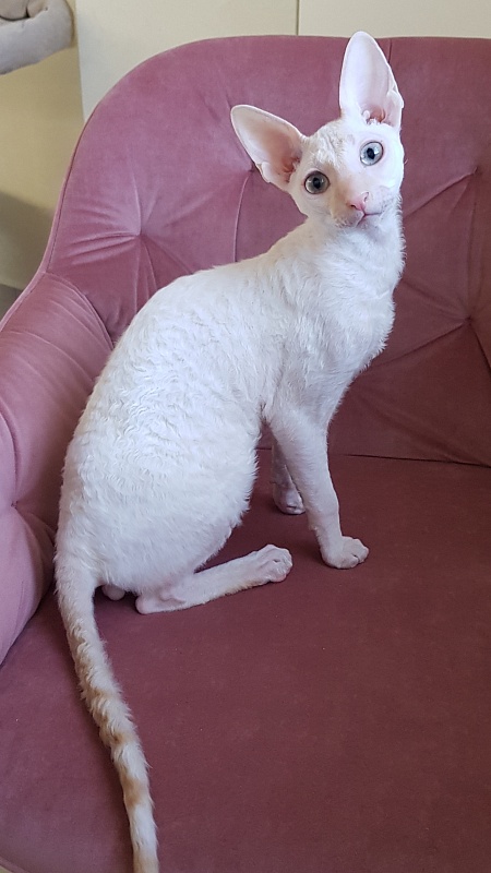 Ole Lukoye Elemani Dream - Kitten cornish rex 5 months