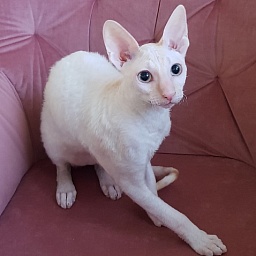 Ole Lukoye Elemani Dream