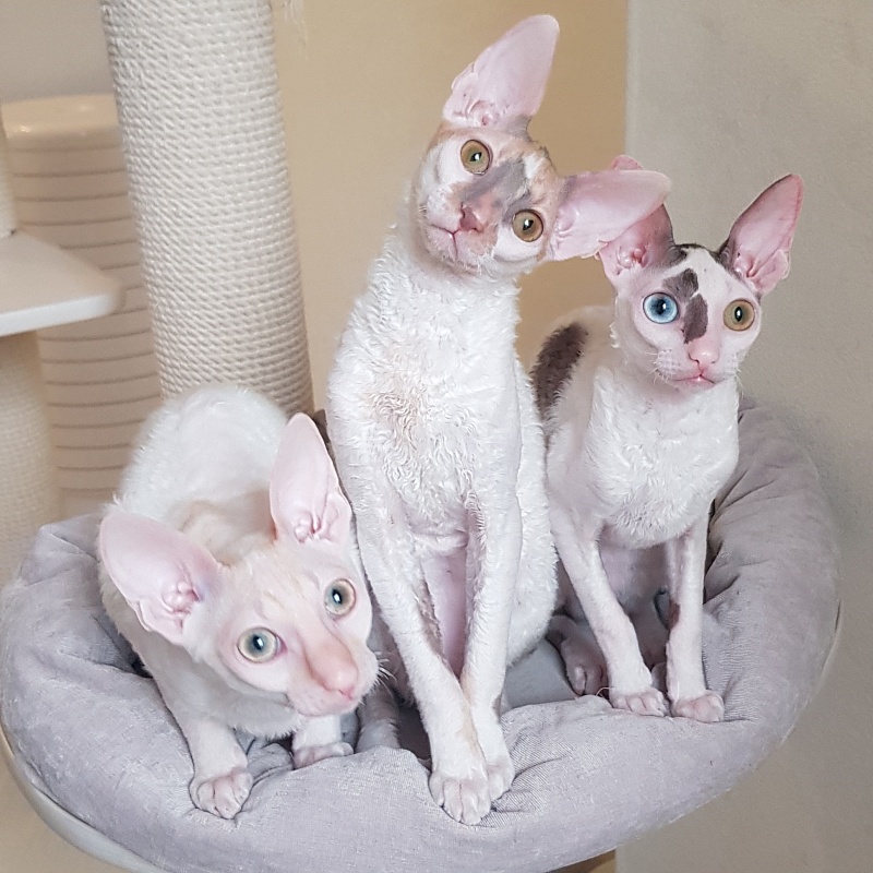 Ole Lukoye Elemani Dream - Kitten cornish rex 5.5 months