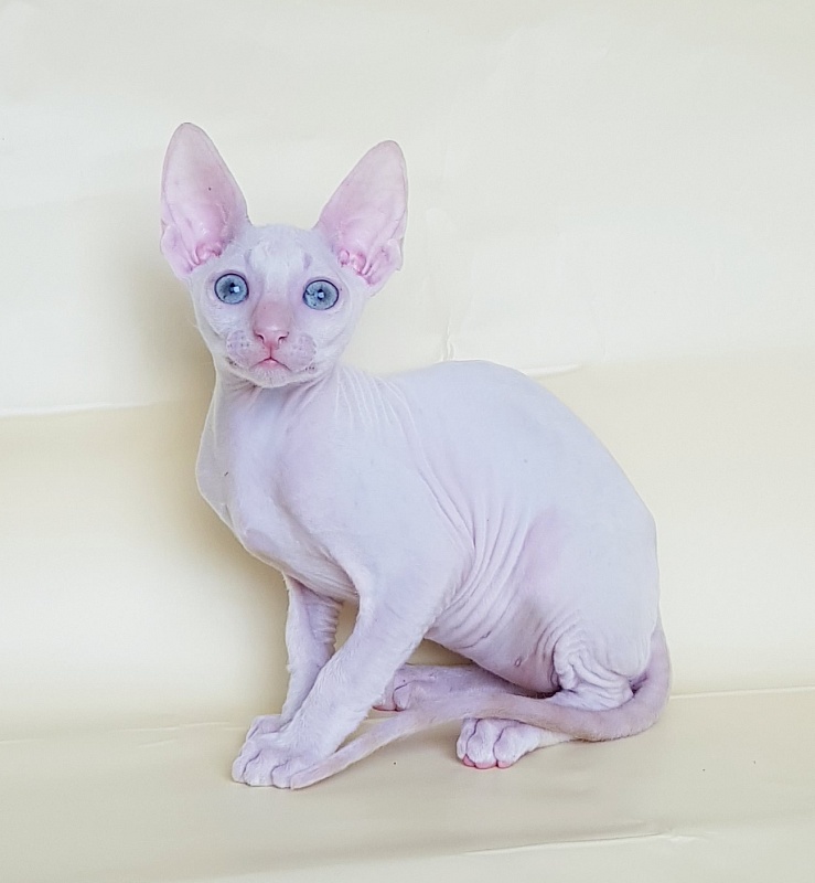 Ole Lukoye Elemani Dream - Kitten cornish rex 2 months 1.5 week