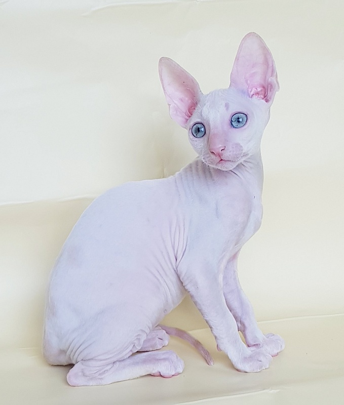 Ole Lukoye Elemani Dream - Kitten cornish rex 2 months 1.5 week