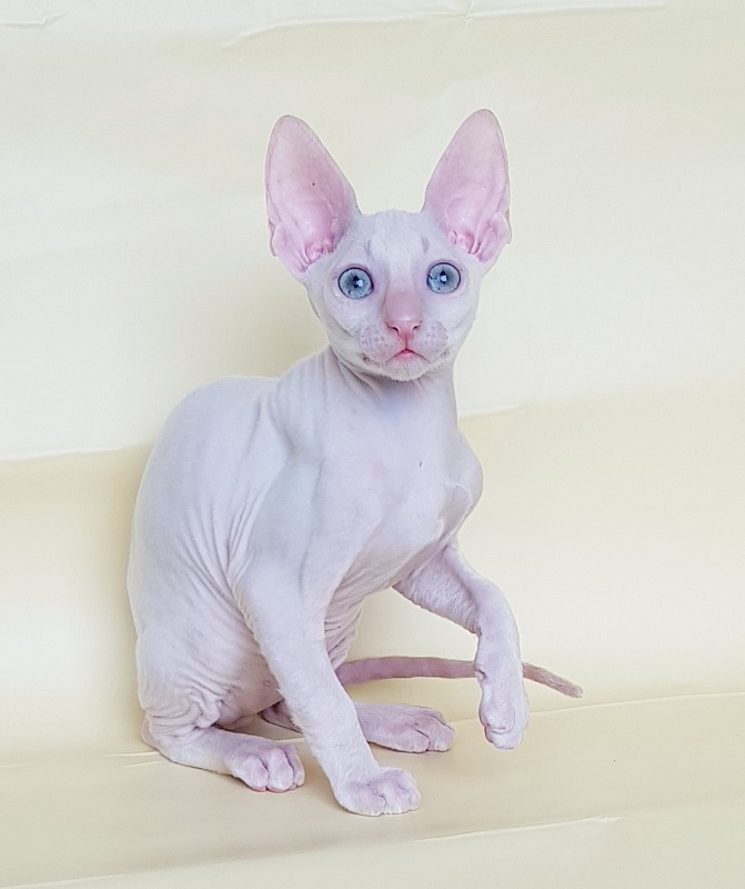 Ole Lukoye Elemani Dream - Kitten cornish rex 2 months 1.5 week