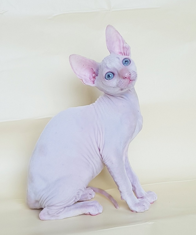 Ole Lukoye Elemani Dream - Kitten cornish rex 2 months 1.5 week