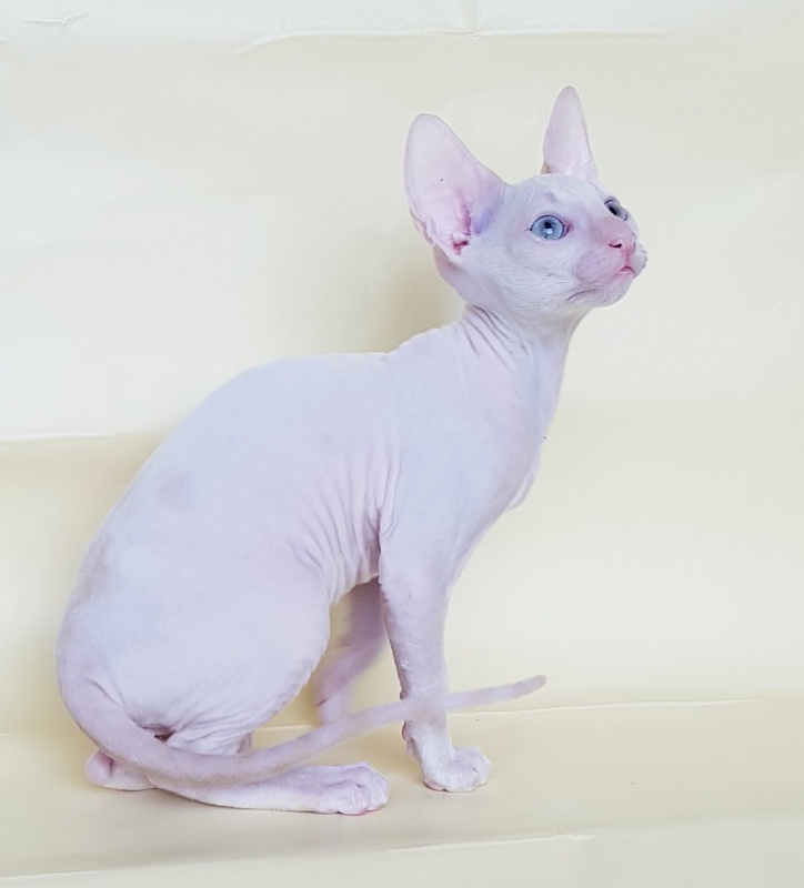 Ole Lukoye Elemani Dream - Kitten cornish rex 2 months 1.5 week