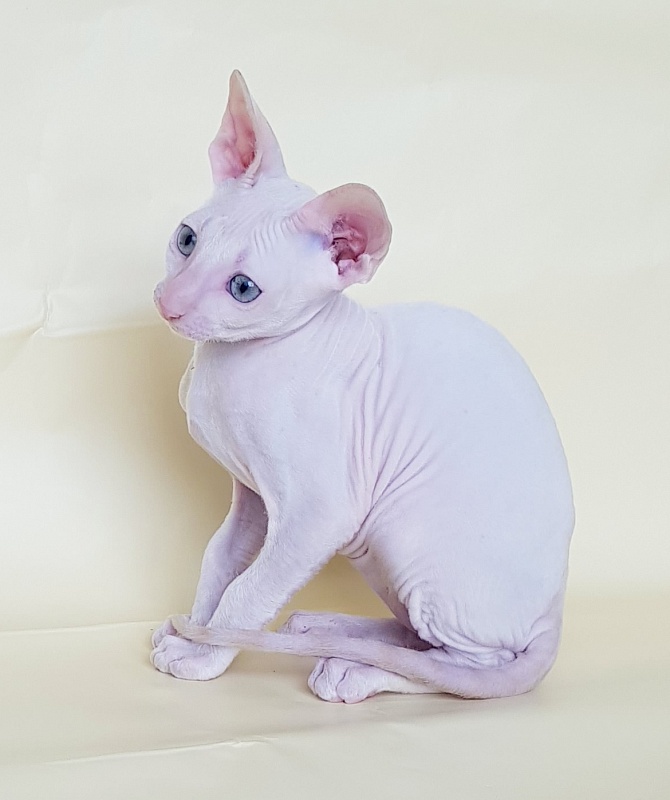 Ole Lukoye Elemani Dream - Kitten cornish rex 2 months 1.5 week