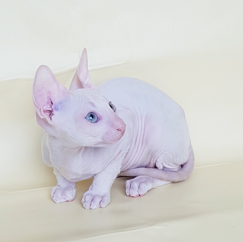 Ole Lukoye Elemani Dream - Kitten cornish rex 2 months 1.5 week