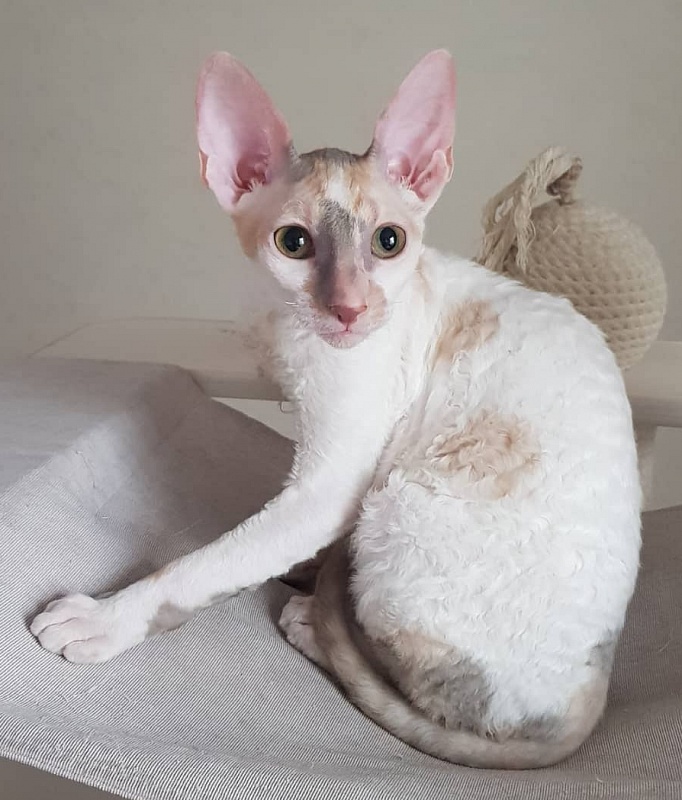 Opera Verdi Elemani Dream - Kitten cornish rex 4 months 1 week