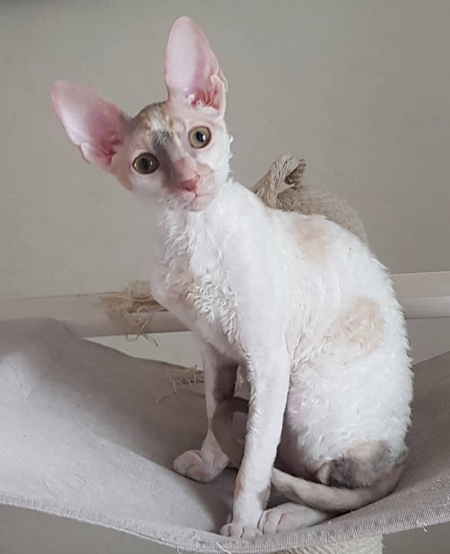 Opera Verdi Elemani Dream - Kitten cornish rex 4 months 1 week