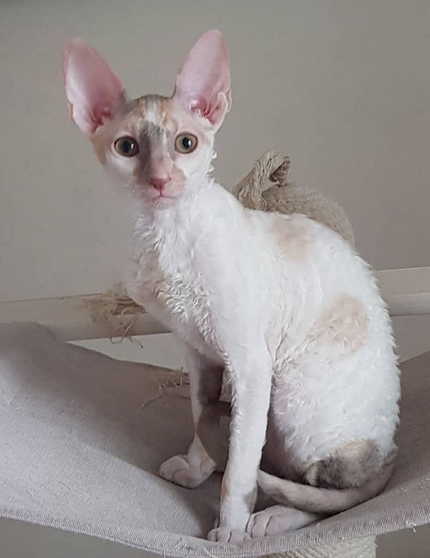 Opera Verdi Elemani Dream - Kitten cornish rex 4 months 1 week