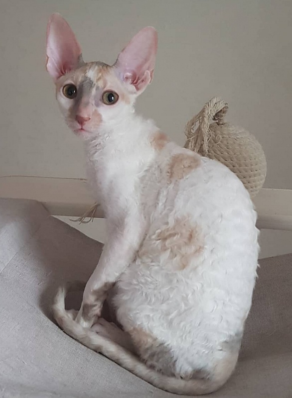 Opera Verdi Elemani Dream - Kitten cornish rex 4 months 1 week