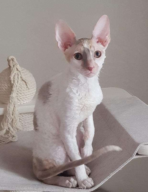Opera Verdi Elemani Dream - Kitten cornish rex 4 months 1 week