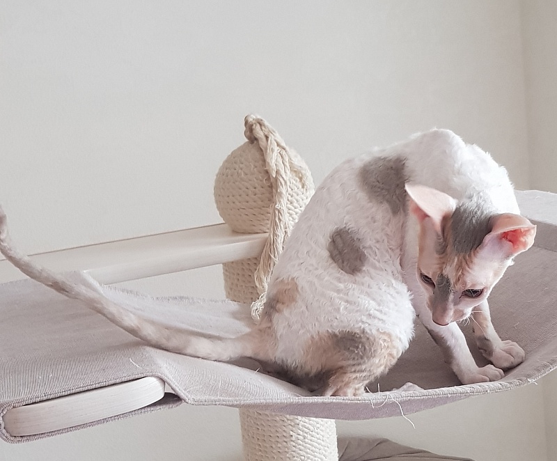 Opera Verdi Elemani Dream - Kitten cornish rex 4 months 1 week