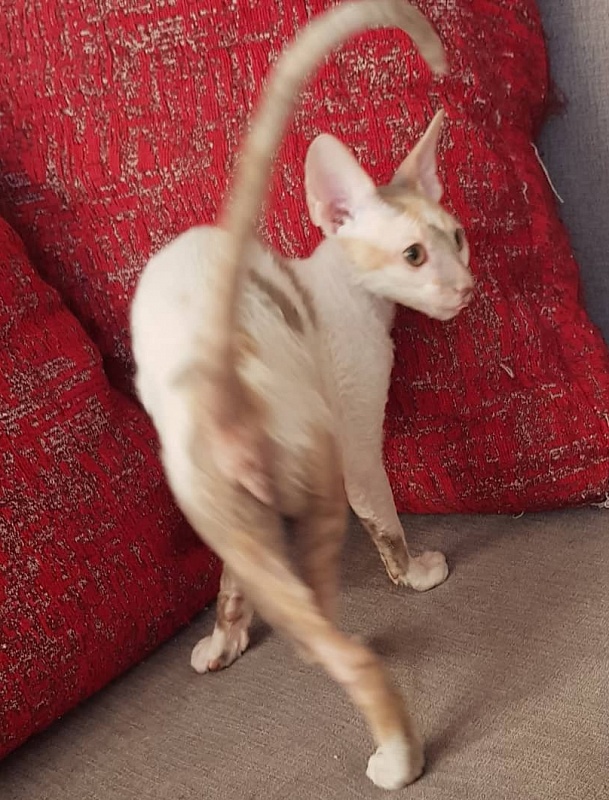 Opera Verdi Elemani Dream - Kitten cornish rex 3 months 3 weeks
