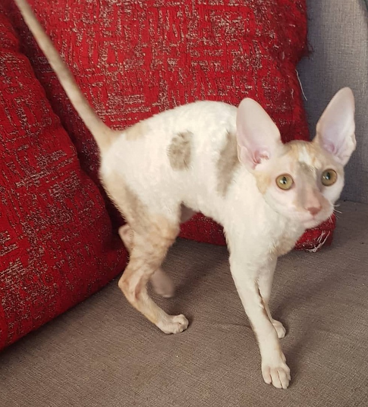 Opera Verdi Elemani Dream - Kitten cornish rex 3 months 3 weeks