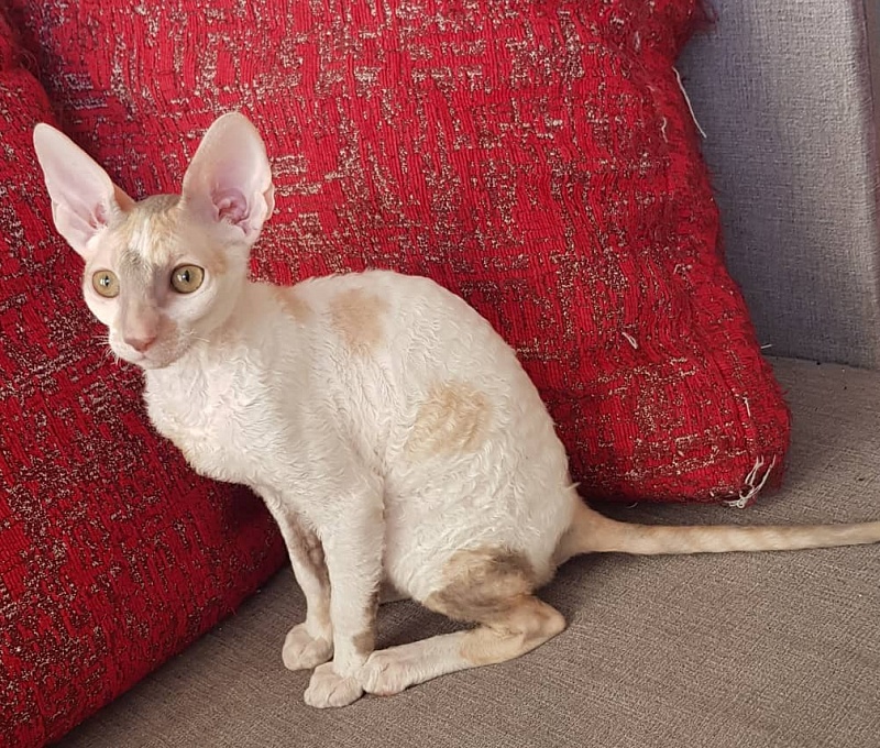 Opera Verdi Elemani Dream - Kitten cornish rex 3 months 3 weeks
