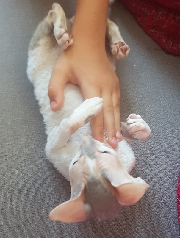 Opera Verdi Elemani Dream - Kitten cornish rex 4 months 2 weeks