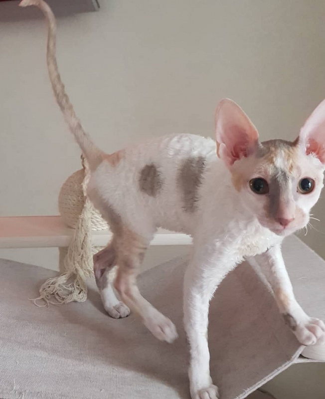 Opera Verdi Elemani Dream - Kitten cornish rex 4 months 1 week