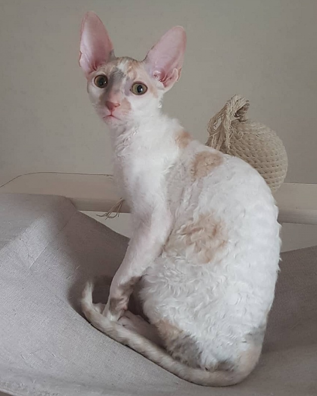 Opera Verdi Elemani Dream - Kitten cornish rex 4 months 1 week