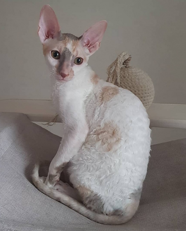 Opera Verdi Elemani Dream - Kitten cornish rex 4 months 1 week
