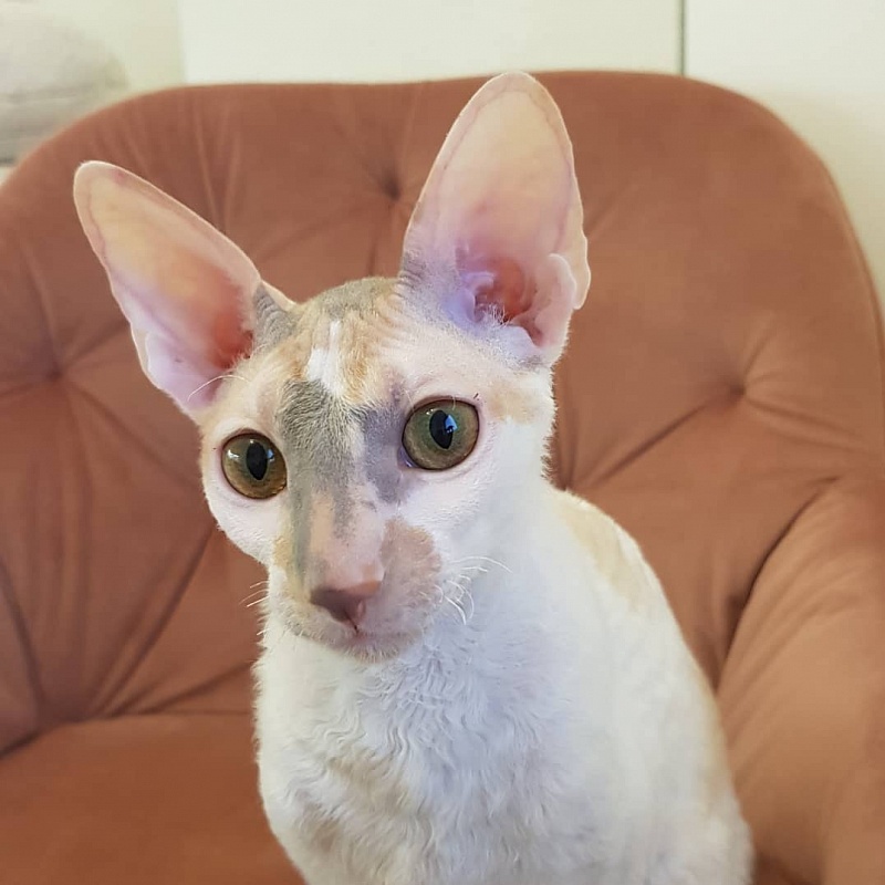 Opera Verdi Elemani Dream - Kitten cornish rex 6 months 4 weeks