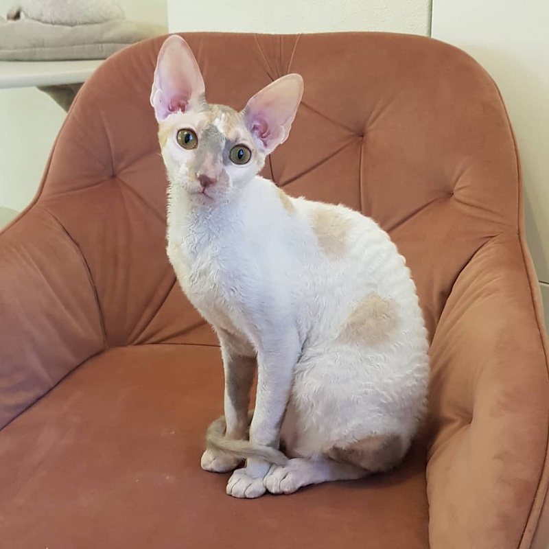 Opera Verdi Elemani Dream - Kitten cornish rex 6 months 4 weeks