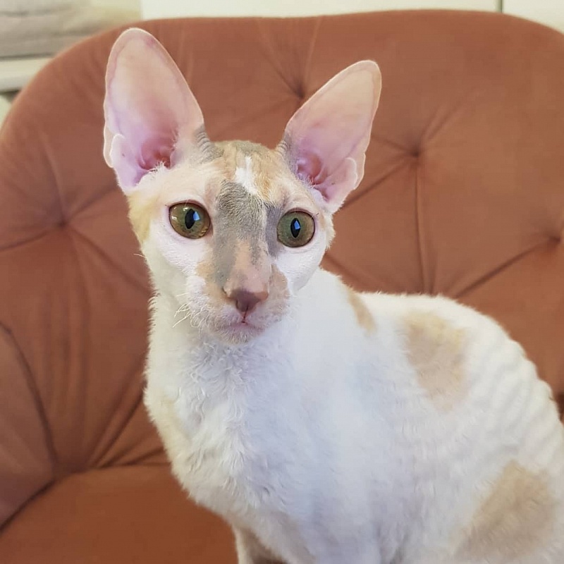 Opera Verdi Elemani Dream - Kitten cornish rex 6 months 4 weeks