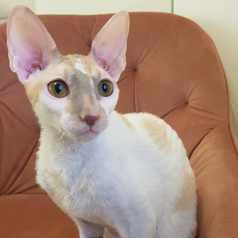 Opera Verdi Elemani Dream - Kitten cornish rex 6 months 4 weeks