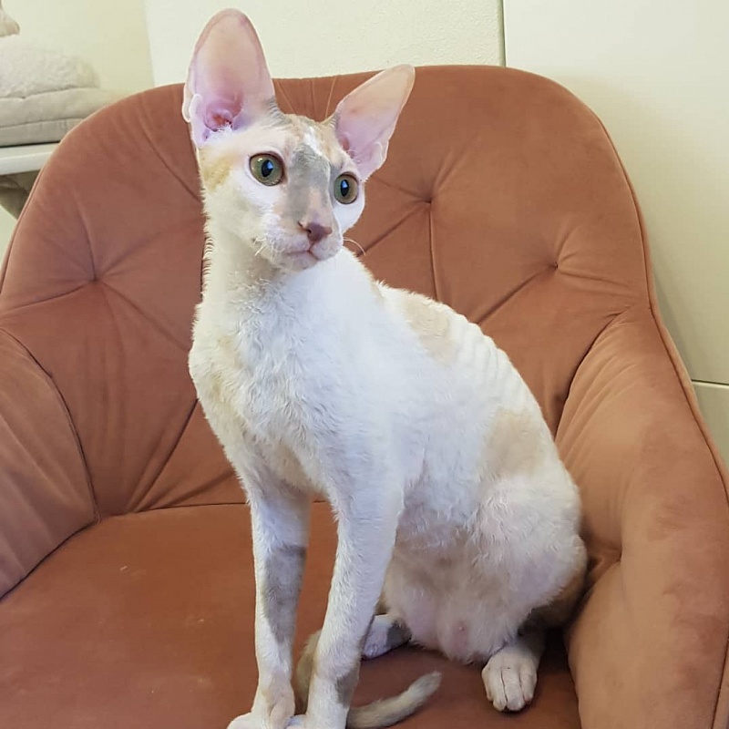 Opera Verdi Elemani Dream - Kitten cornish rex 6 months 4 weeks