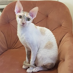 Opera Verdi Elemani Dream