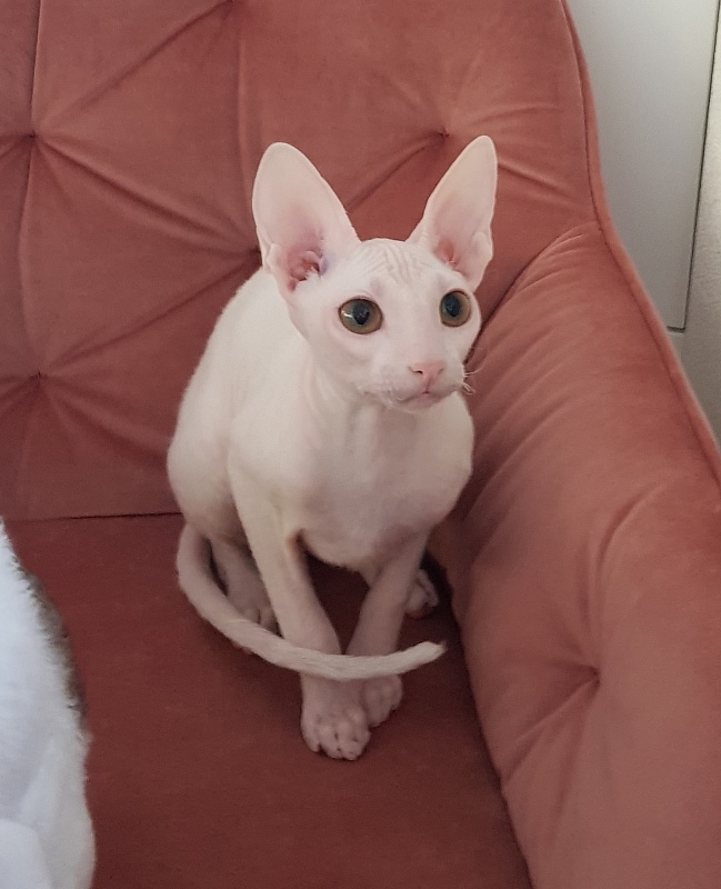 Ocean Love Elemani Dream - Kitten cornish rex 5 months