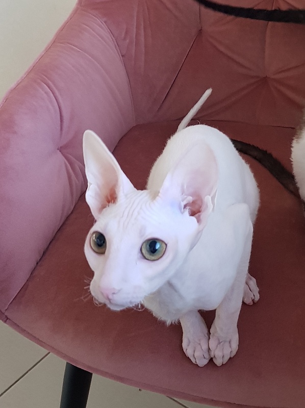 Ocean Love Elemani Dream - Kitten cornish rex 5 months