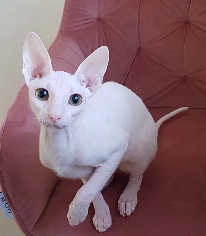 Ocean Love Elemani Dream - Kitten cornish rex 5 months