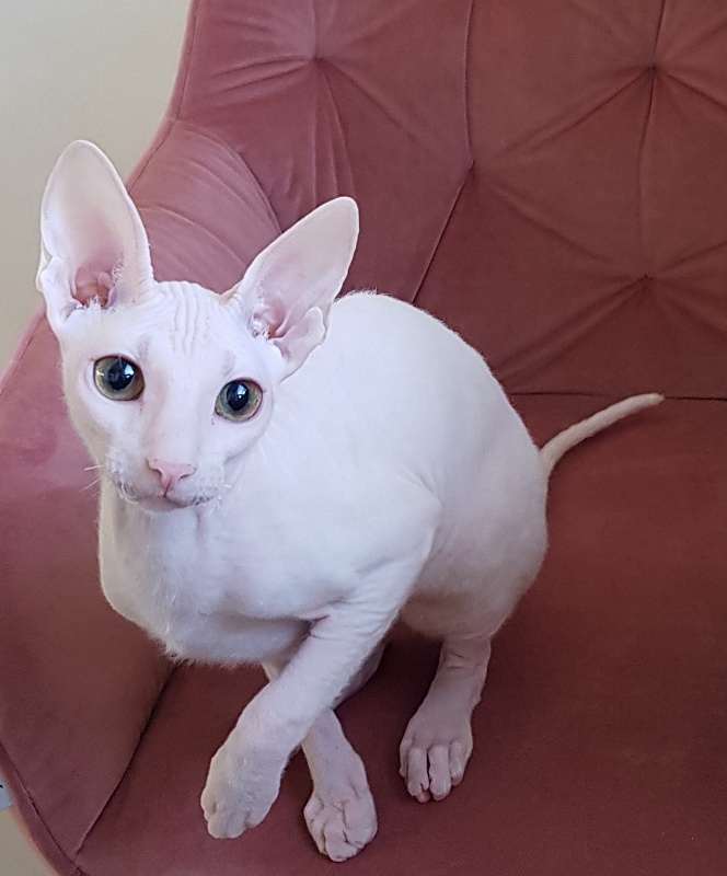 Ocean Love Elemani Dream - Kitten cornish rex 5 months