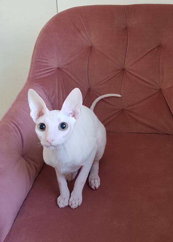 Ocean Love Elemani Dream - Kitten cornish rex 5 months