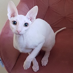 Ocean Love Elemani Dream