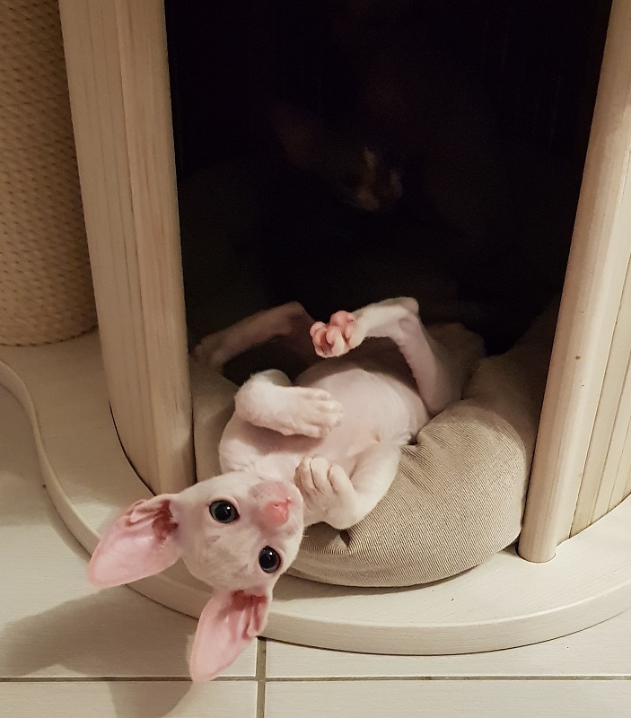Ocean Love Elemani Dream - Kitten cornish rex 1 month 3 weeks