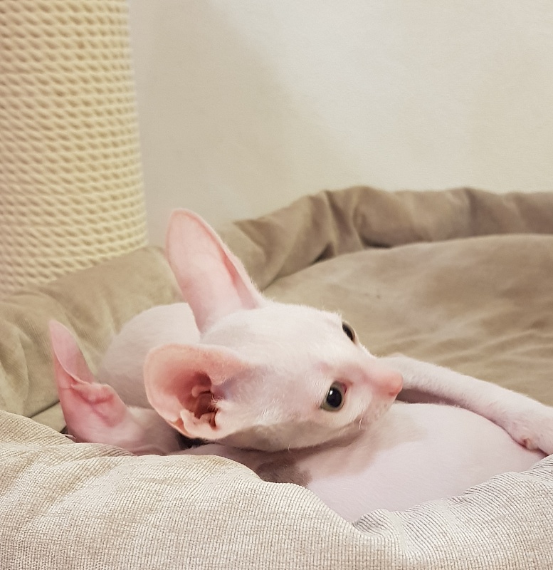 Ocean Love Elemani Dream - Kitten cornish rex 1 month 2.5 weeks