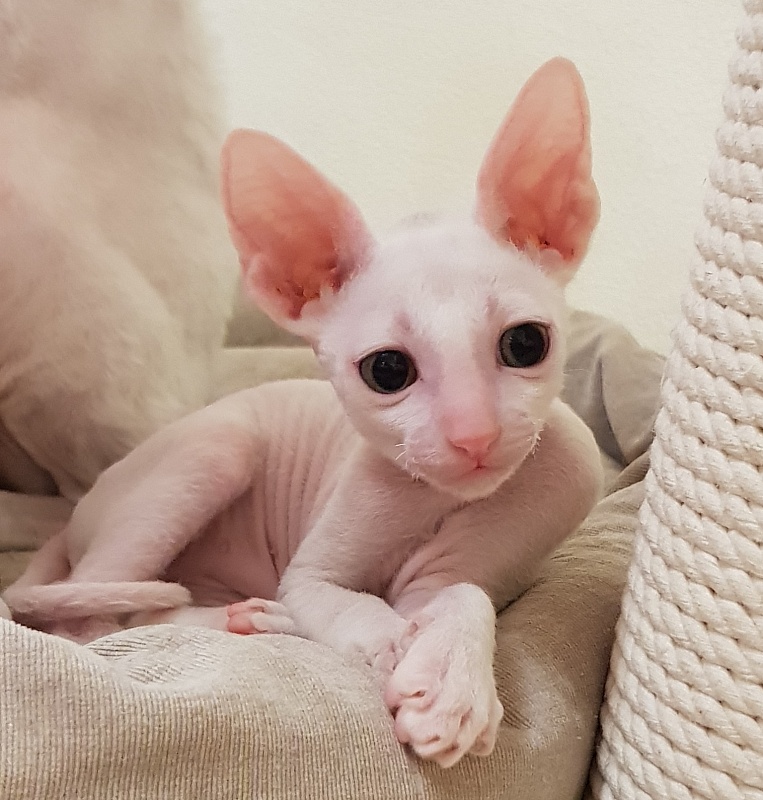 Ocean Love Elemani Dream - Kitten cornish rex 1 month 2.5 weeks